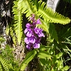 Plants: image 181 Of 208 Thumb